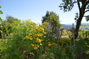 bunte Blumen zwischen den Stellplätzen im Campinggarten in Scheidegg