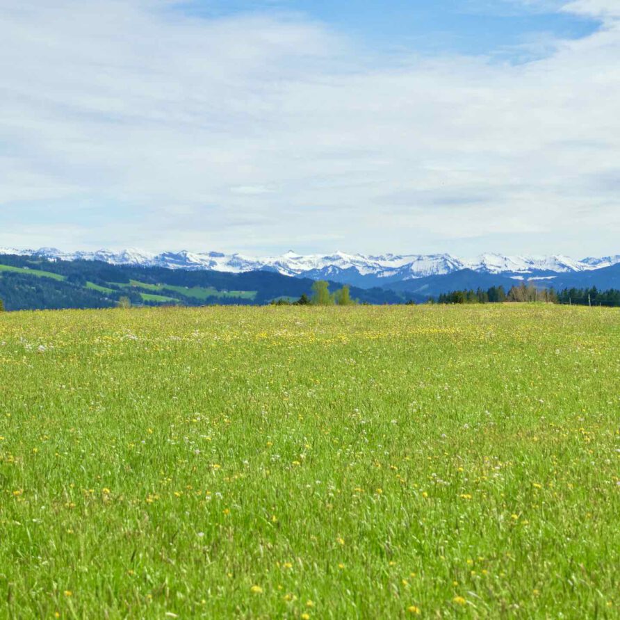 Weitblick über Wiese mit Bergpanorama im Hintergrund
