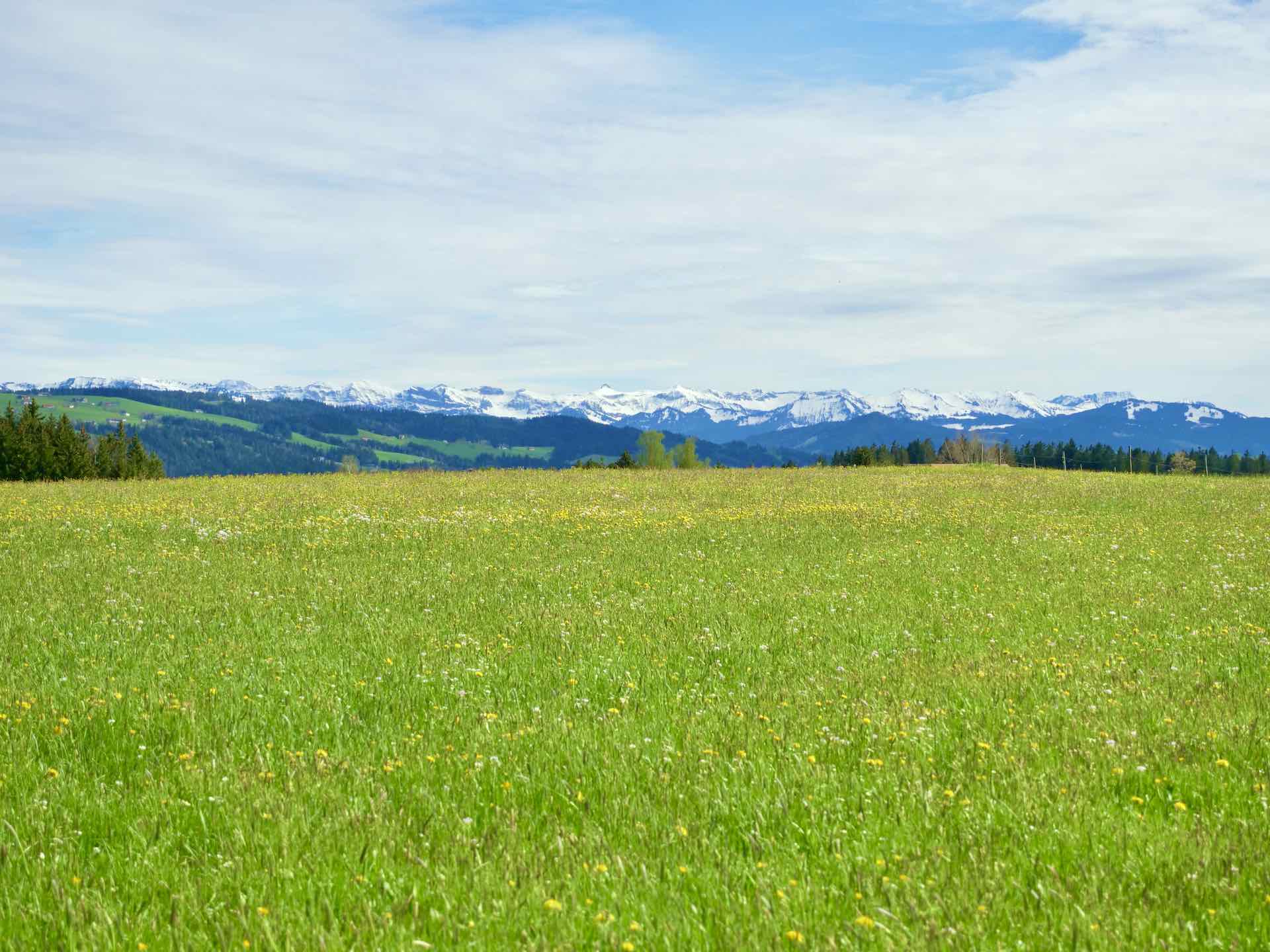 Weitblick über Wiese mit Bergpanorama im Hintergrund