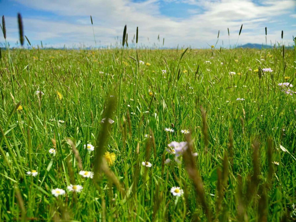 Blumenwiese mit Weitblick und Berge am Horizont