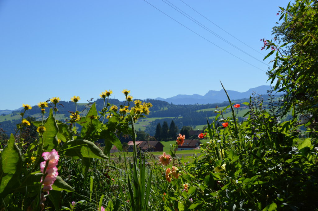 Bunte Blumen vor Bergpanorama